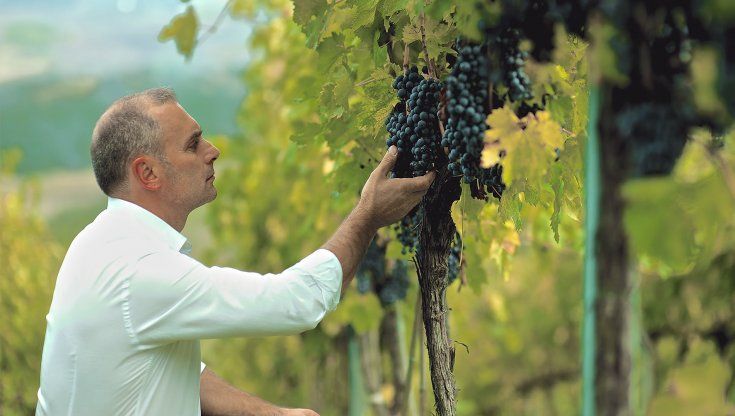 Viaggio in Molise fra i filari di Claudio Cipressi, padre della Tintilia 