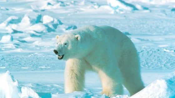 Norvegia, troppi turisti cacciatori: nel mirino gli orsi polari