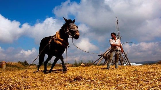 In Puglia gli stati generali del pane: "È nelle antiche sementi che germoglia il futuro"
