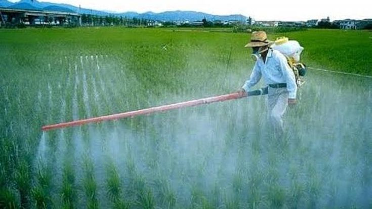 Cibo: i fertilizzanti, il clima, le guerre: la crisi alimentare comincia sui campi