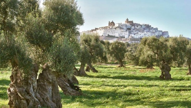 La Xylella avanza nella Piana degli ulivi millenari: oltre mille alberi da estirpare tra Ostuni e Fasano: "Una strage ambientale"