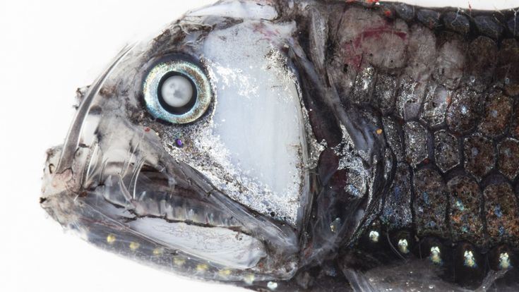 Quei mostri in fondo al mare, ecco i pesci che vivono nell'oceano più profondo