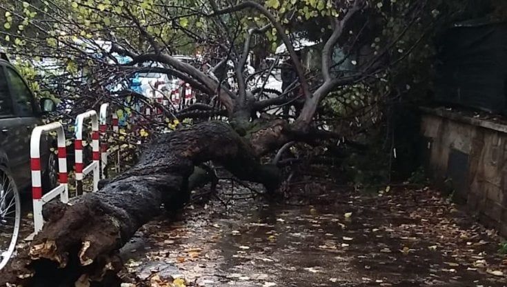 Maltempo, bomba d'acqua su Roma: allagamenti, metro bloccate e rami caduti. Albero crolla davanti scuola a Marconi