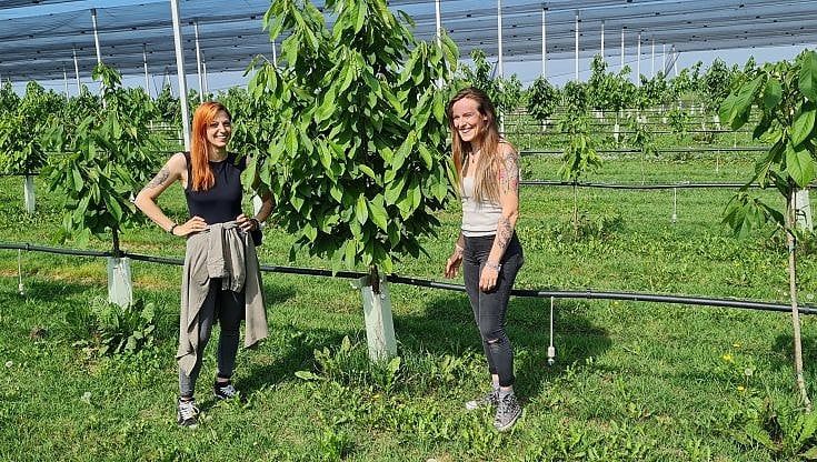 L'agricoltura "esotica" sbarca in pianura padana: "Così porteremo l'asimina sulla tavola italiana"