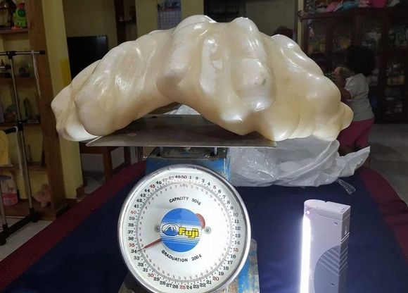 Filippine, trovata la perla più grande del mondo. Pesa 34 chili