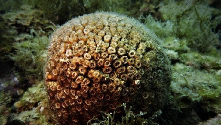 Il corallo del Mediterraneo sta scomparendo: così Punta Campanella prova a salvarlo