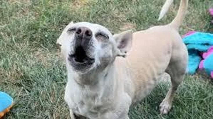 Se il cane abbaia troppo scatta il risarcimento ai vicini: “Non serve provare un danno alla salute”