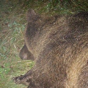Orsa uccisa, animalisti in rivolta contro la Provincia: "Saremo il vostro incubo"