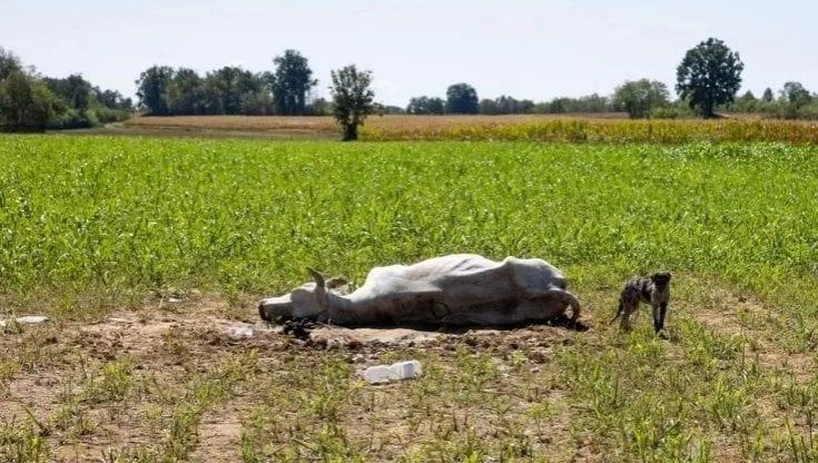 Mucche avvelenate, le analisi confermano: "Dosi massicce di tossina presenti a causa del caldo"