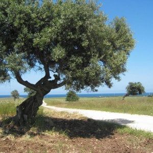 Puglia, le '5 vele' all'Alto Salento e al comprensorio degli ulivi secolari. La novità è Bisceglie