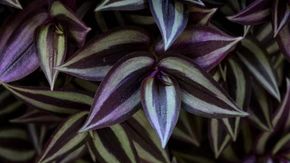 Tradescantia zebrina: coltivazione, cura e annaffiatura