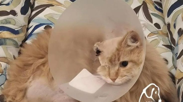 Ancora maltrattamenti su animali, gatto trovato agonizzante ad Acilia. “Casi in aumento”