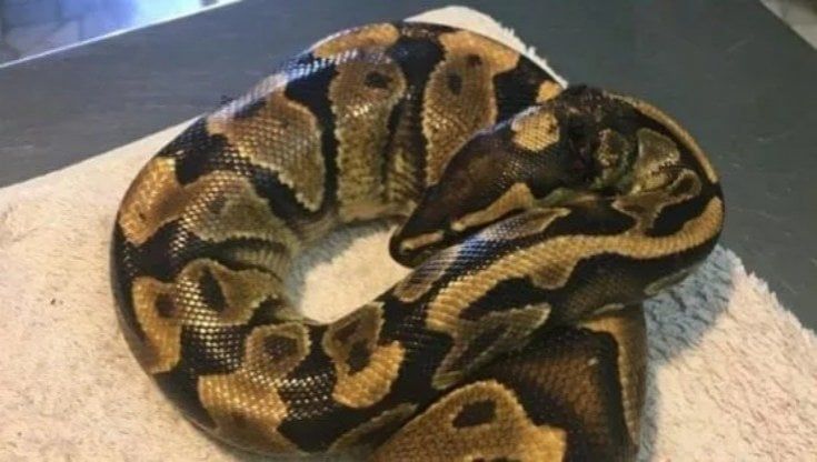 Serpenti, pipistrelli, ricci e iguane: acceso confronto tra ministri sul regolamento per gli animali esotici
