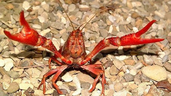 Dal gambero killer al pesce siluro: più di 500 specie "aliene" colonizzano la Toscana 
