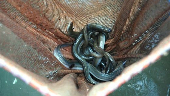 Troppa cocaina nei fiumi, anguille europee a rischio