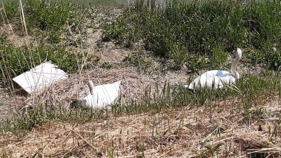  Pulcini di cigno salvati da 'coetanei' di oca