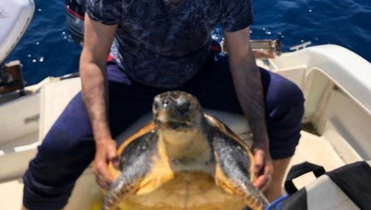 Salento, salva una tartaruga al largo e la ripulisce da plastica e incrostazioni: "Uno sforzo enorme ma si è lasciata accudire" 