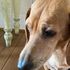 Il dolore di Serra: “Il mio cane Osso sbranato dai lupi”. Quando gli animali di casa diventano prede