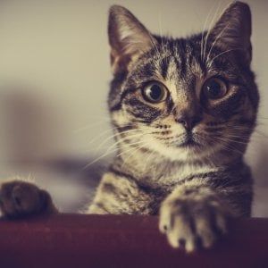 Assicurazioni, 1,7 milioni italiani hanno polizze per cani e gatti