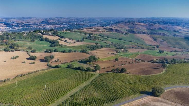 Le Marche in un calice di Verdicchio: il sapore dei castelli di Jesi