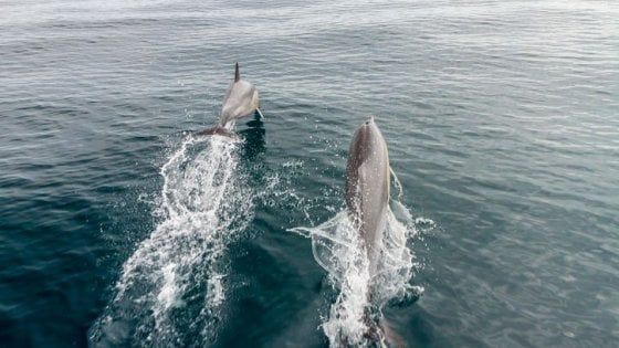  Delfini più vulnerabili per il mare inquinato