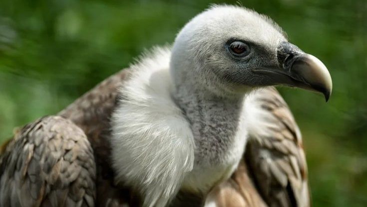 Francia, gli allevatori contro gli avvoltoi: uccidono i nostri animali. E c'è chi spara 