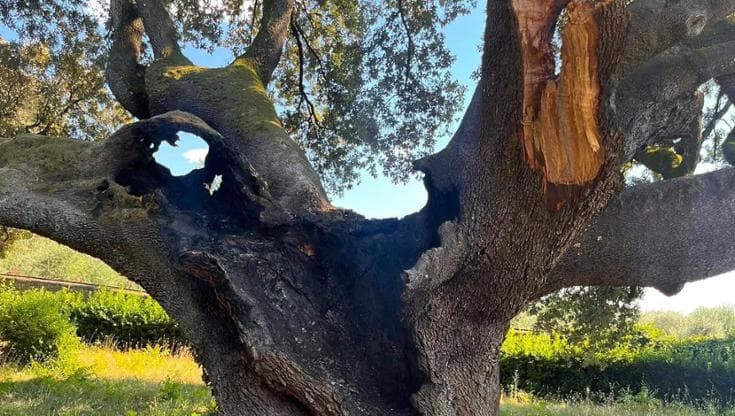 Qualcuno ha dato fuoco al Gigante Verde, il leccio secolare di Bagno a Ripoli: la rabbia del sindaco