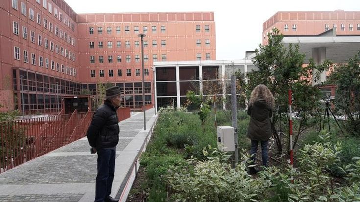 Alberi, insetti e prati, la piazza antismog dell’università Bicocca: “Un laboratorio a cielo aperto”