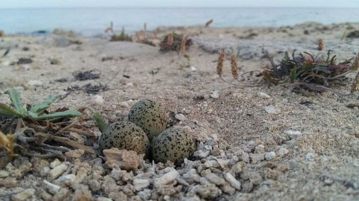 Taranto, il fratino depone le uova sulla sabbia: off limits un pezzo di spiaggia 