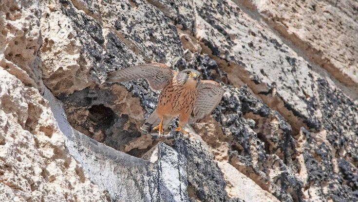 Bari, una coppia di gheppi nidifica su una torre del Castello svevo: "Un ritorno alle origini federiciane"