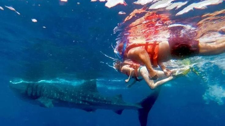 Project SharkEye, l’intelligenza artificiale per proteggere gli squali dalle persone. E le persone dagli squali 
