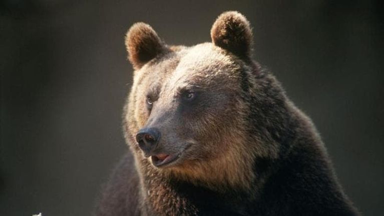 Dall’Appennino centrale alla Hudson Bay, la scienza nativa ci insegna come convivere con l’orso