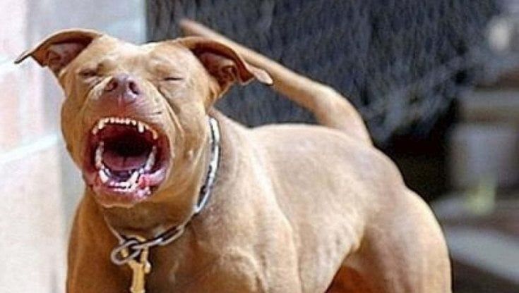 Combattimenti di cani, 11 a processo a Imperia per maltrattamento di animali