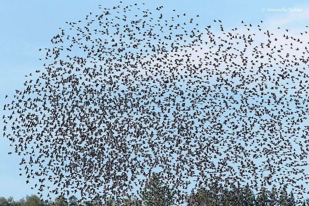 Oasi di Persano La danza degli storni: una “nuvola nera” nei cieli campani