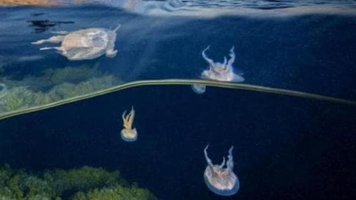 Meduse, ecco cosa fare se si viene punti