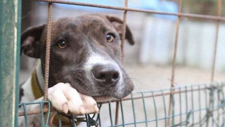 Garante per la tutela degli animali: a Taranto un bando per la salvaguardia di domestici e randagi