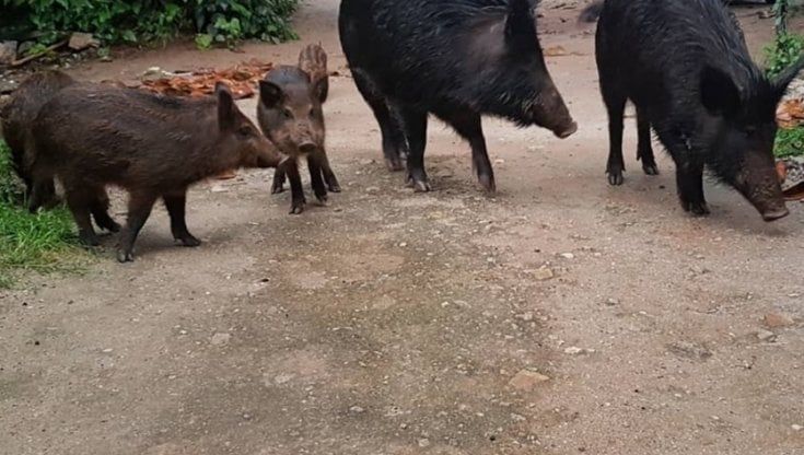 Cinghiali a spasso all'Arenella, allarme fra i residenti