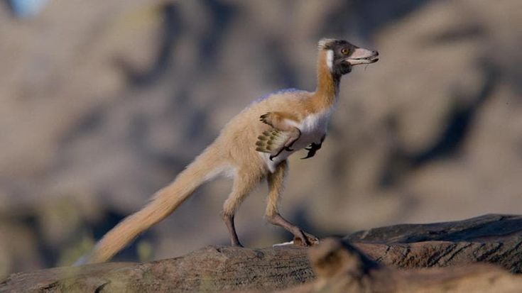 Ecco il minuscolo dinosauro che riscrive la storia dell’evoluzione