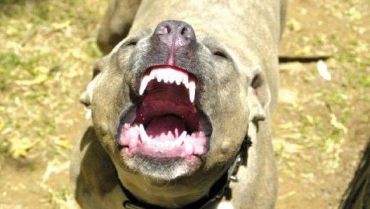 Cani aggressivi, nel polo animali d'affezione arriva il veterinario comportamentalista