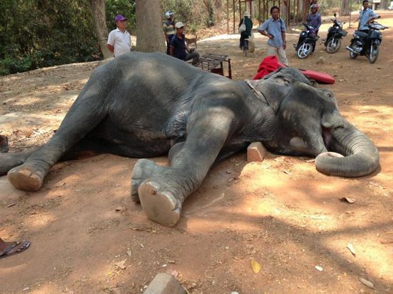 Cambogia, l'elefante esausto morto per trasportare i turisti