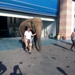 Noleggiano l'elefante vero per inaugurare lo yacht: la Asl li blocca