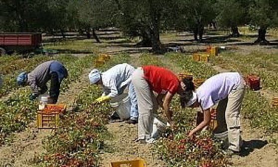 Brindisi, aggredisce i finanzieri e fa scappare i braccianti dai propri terreni: denunciata