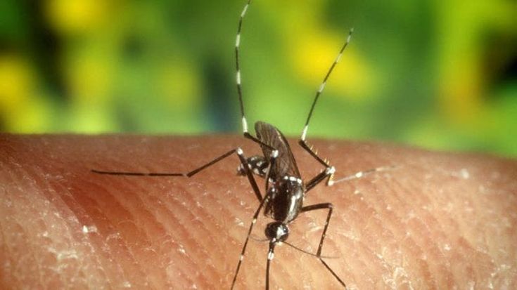 West Nile, un caso a Milano e un altro a Pavia: una donna ricoverata in ospedale