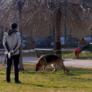 Diktat del Comune di Milano: zone riservate per i cani su tram e metrò. E se orinano in strada il padrone dovrà lavare il marciapiede