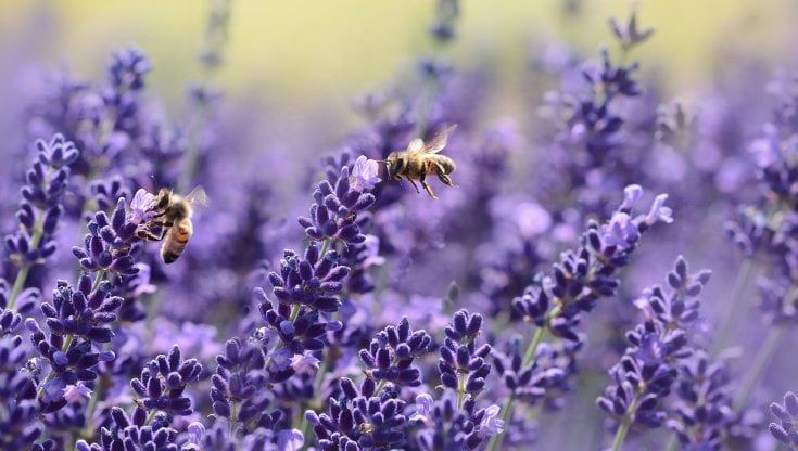 Addio fiordaliso? Senza impollinatori rischiamo di perdere i fiori selvatici