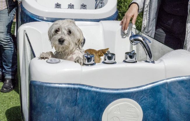 A Riccione con Fido: il padrone nuota in mare, il cane fa l'idromassaggio