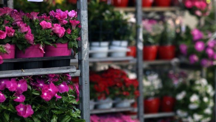 Genova, nuova vita per il mercato dei fiori a Bolzaneto