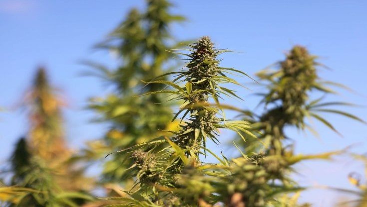 Il ristoratore di Gran Madre e la sua serra di marijuana a Sciolze: ai domiciliari