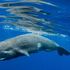 Moby Dick non era una finzione, il capodoglio può usare la testa per combattere
