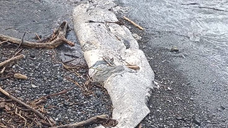 Castiglioncello (Livorno), carcassa di capodoglio sulla spiaggia dopo le mareggiate